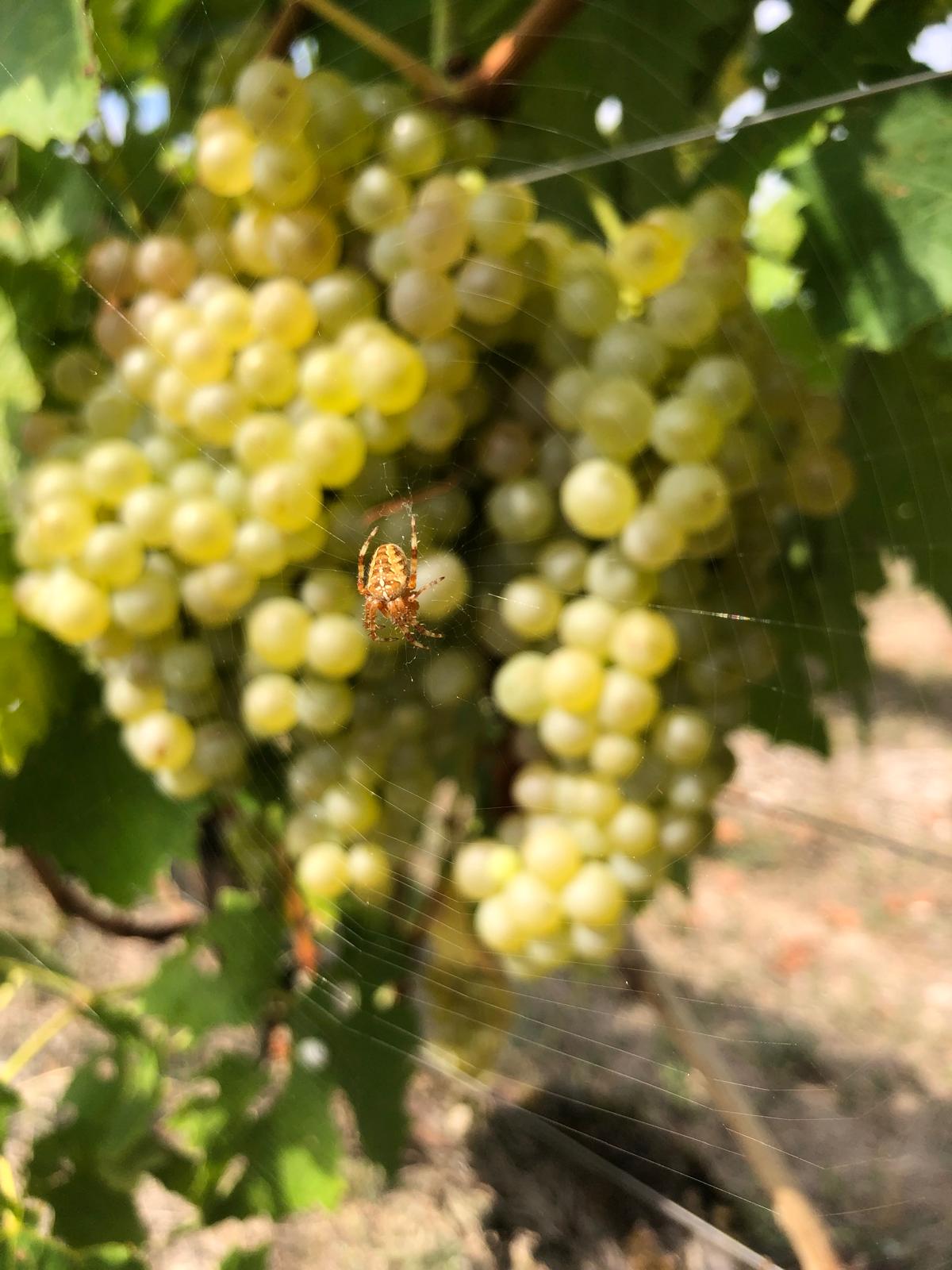 Araignée sur sa toile devant des grappes d'ugni blanc dans nos vignes de Genté