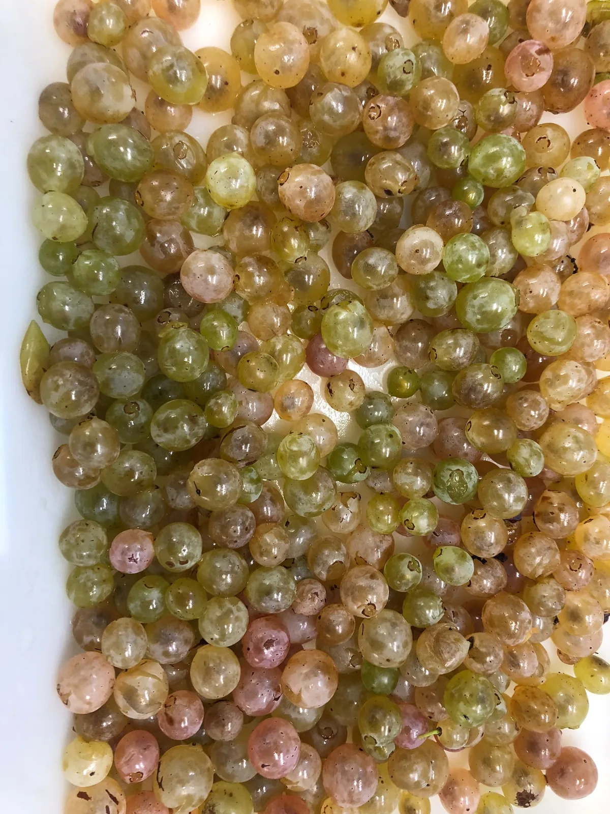 Baies d'ugni blanc égrenées, vertes, dorées et rosées, avant pressurage pour l'analyse de maturité