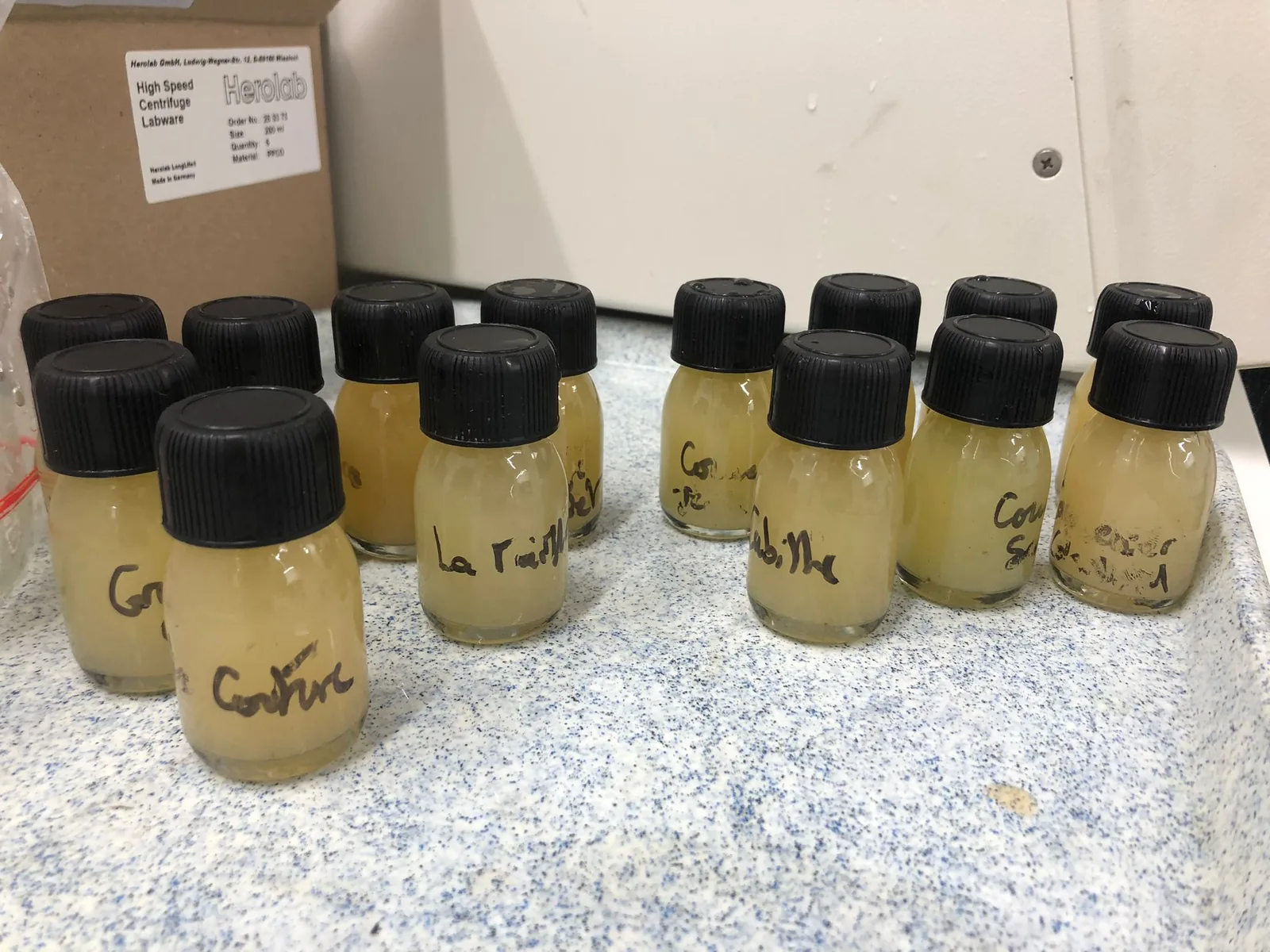 Flacons de moût d'ugni blanc étiquetés par parcelle sur la paillasse du laboratoire, prêts pour l'analyse