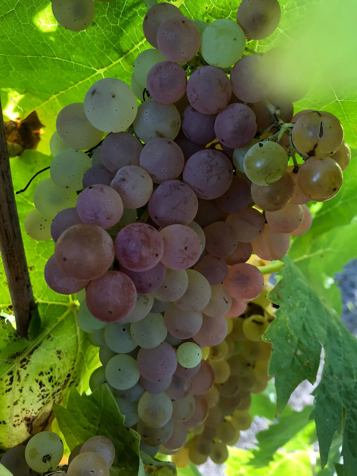 Grappe d'ugni blanc mûre aux baies roses et dorées, photographiée en contre-jour sous le feuillage, Grande Champagne