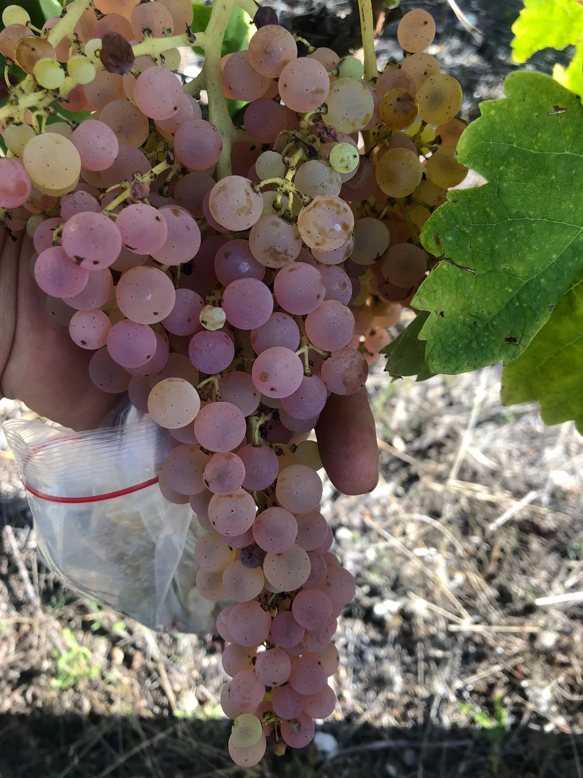 Grappe d'ugni blanc aux baies rosées tenue en main, sachet de prélèvement pour le contrôle de maturité, Genté