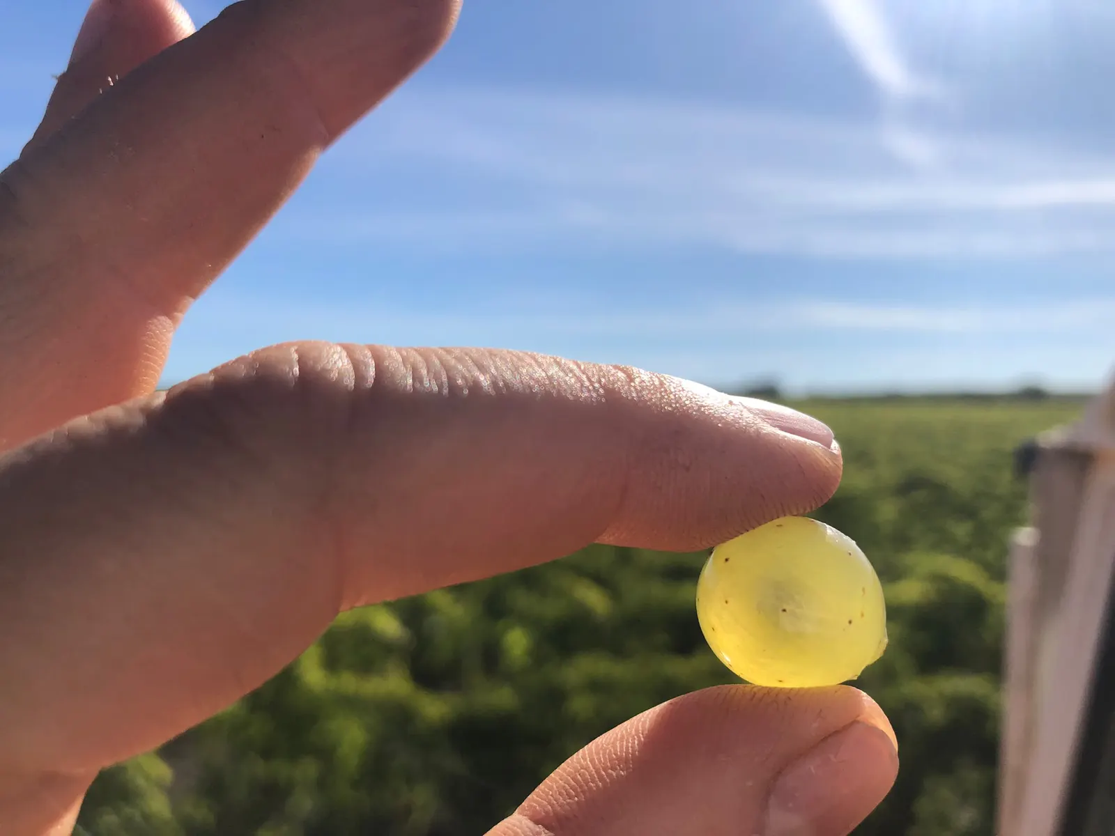 Vendanges 2026 : une récolte modeste, un raisin exceptionnel — merci dame nature