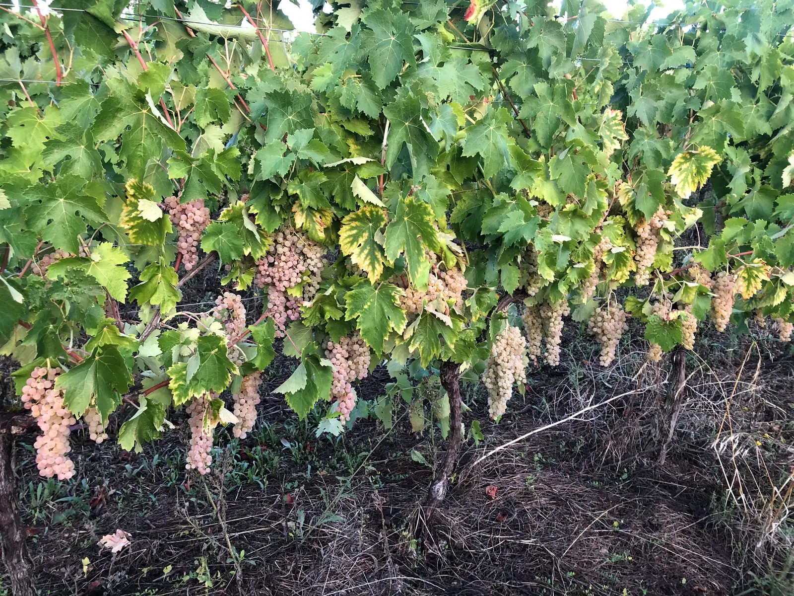 Dernier contrôle de maturité avant les vendanges 2026 : sucres, acidités, azote