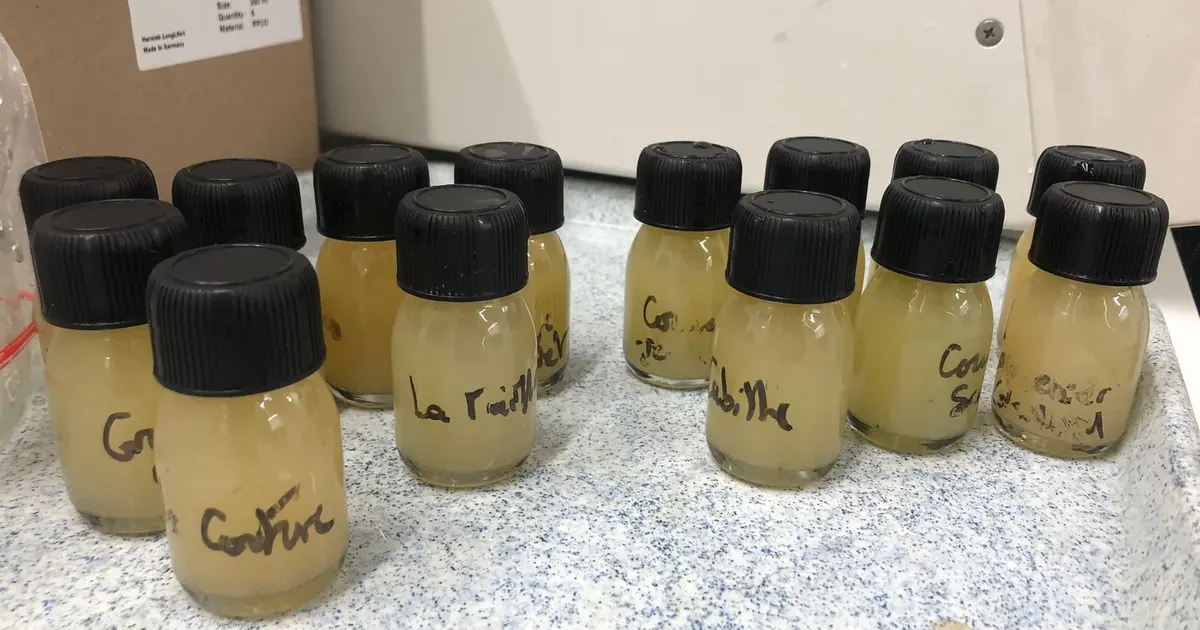 Vinification du cognac : nos fermentations 2026 au chai