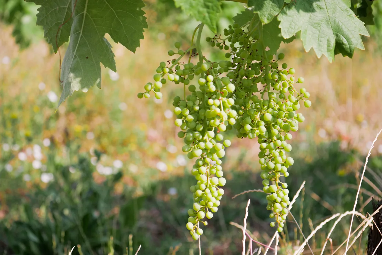 Grappes de raisin blanc sur nos vignes de Grande Champagne