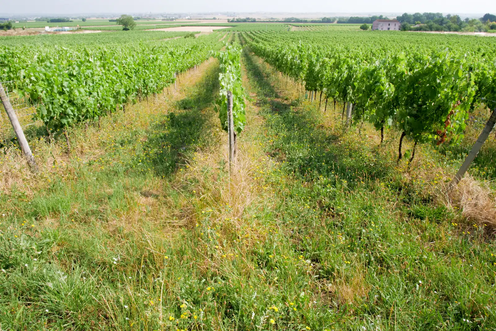 Rangées de vignes en Grande Champagne, à perte de vue