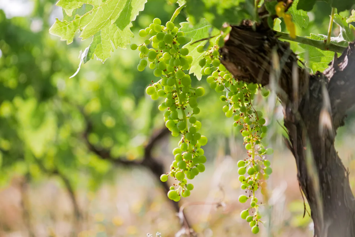 Un racimo de uvas blancas en una vid nudosa, al sol