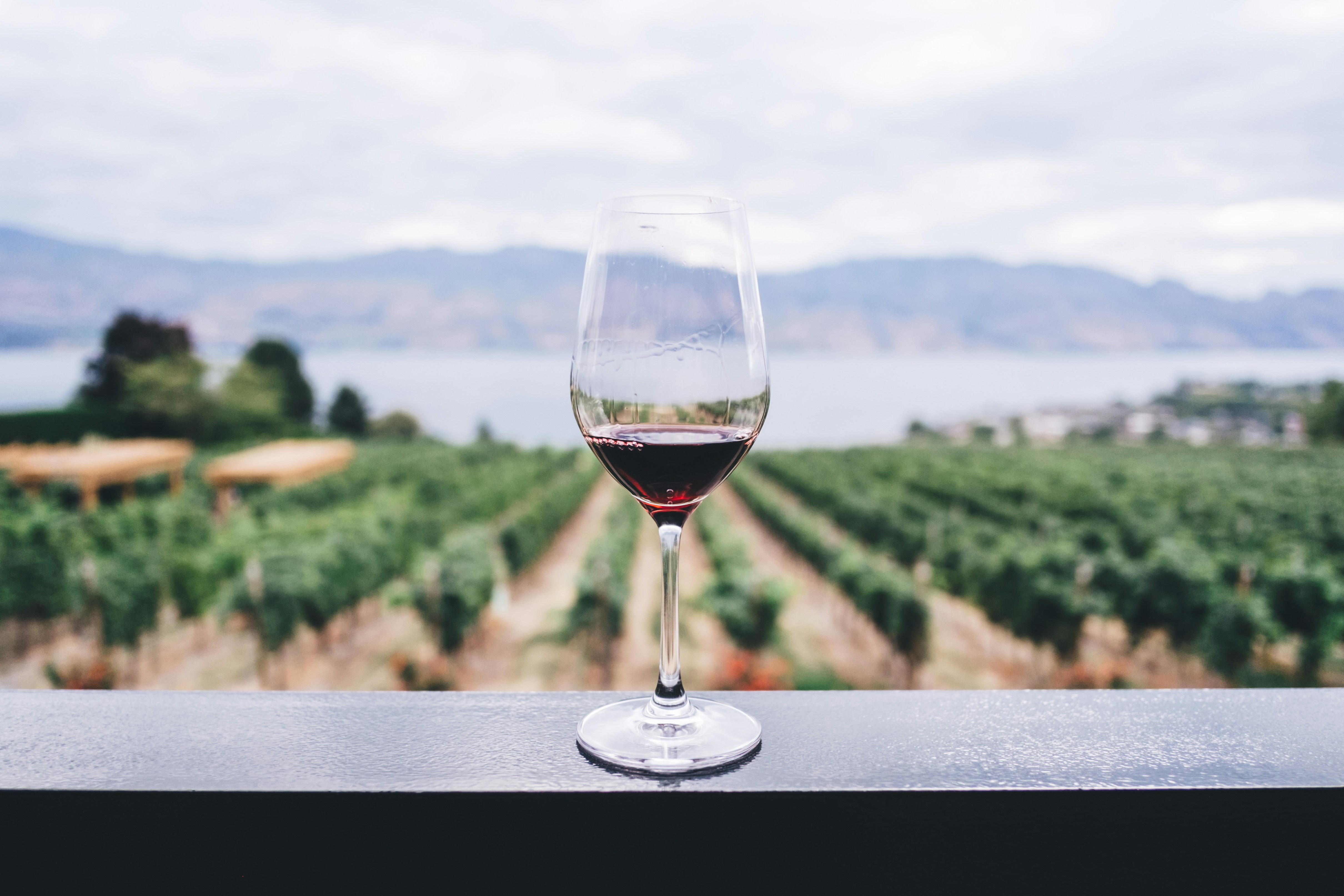 Verre de vin posé sur une rambarde face aux rangées de vignes